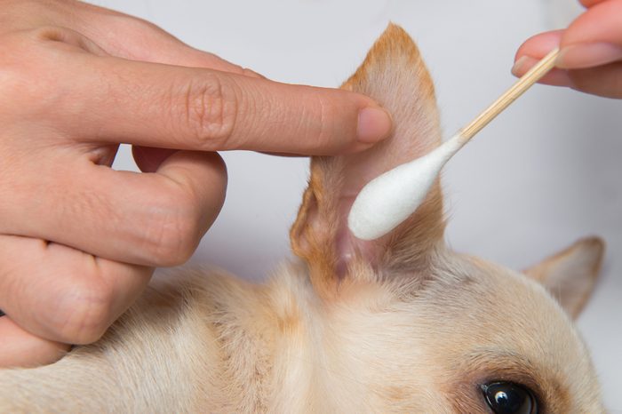 Dog Ear Cleaning