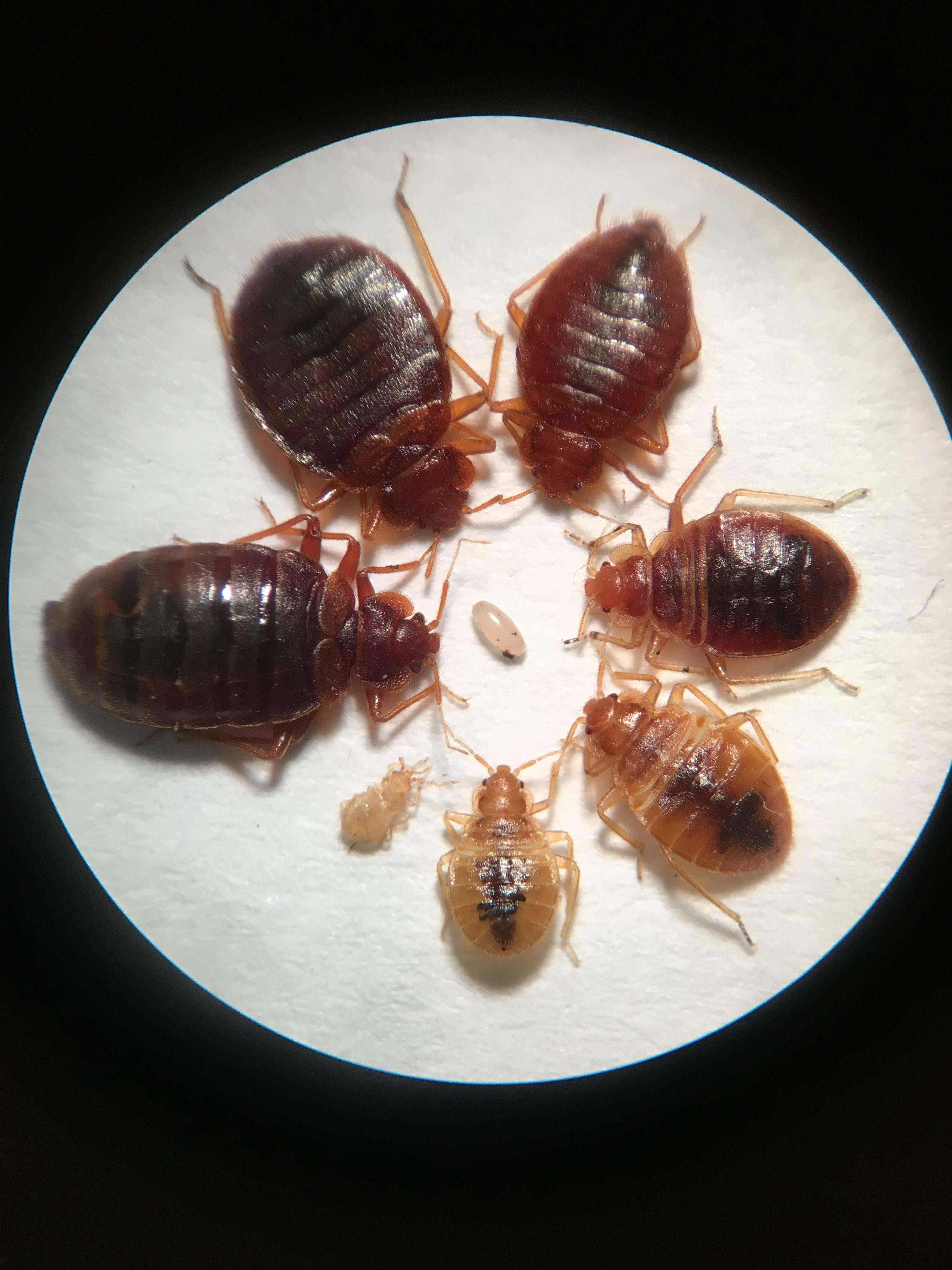 01 Bed Bugs All Instars Then Adult Engorged. Courtesy J. GreenJPG 
