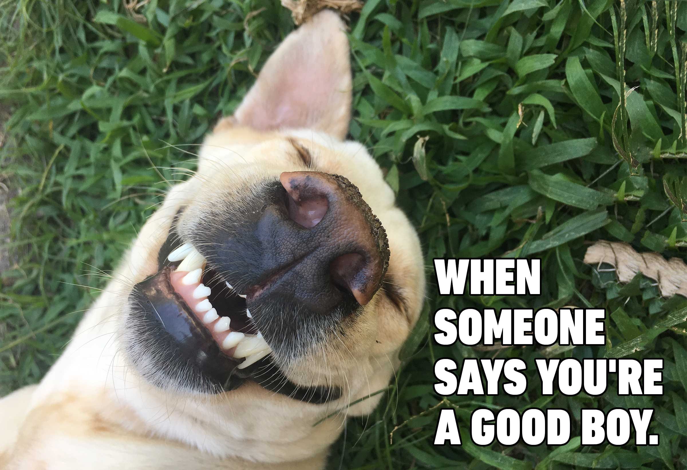 18++ Good Dog Memes Factory Memes