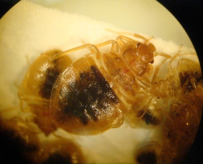 What Do Bed Bugs Look Like?