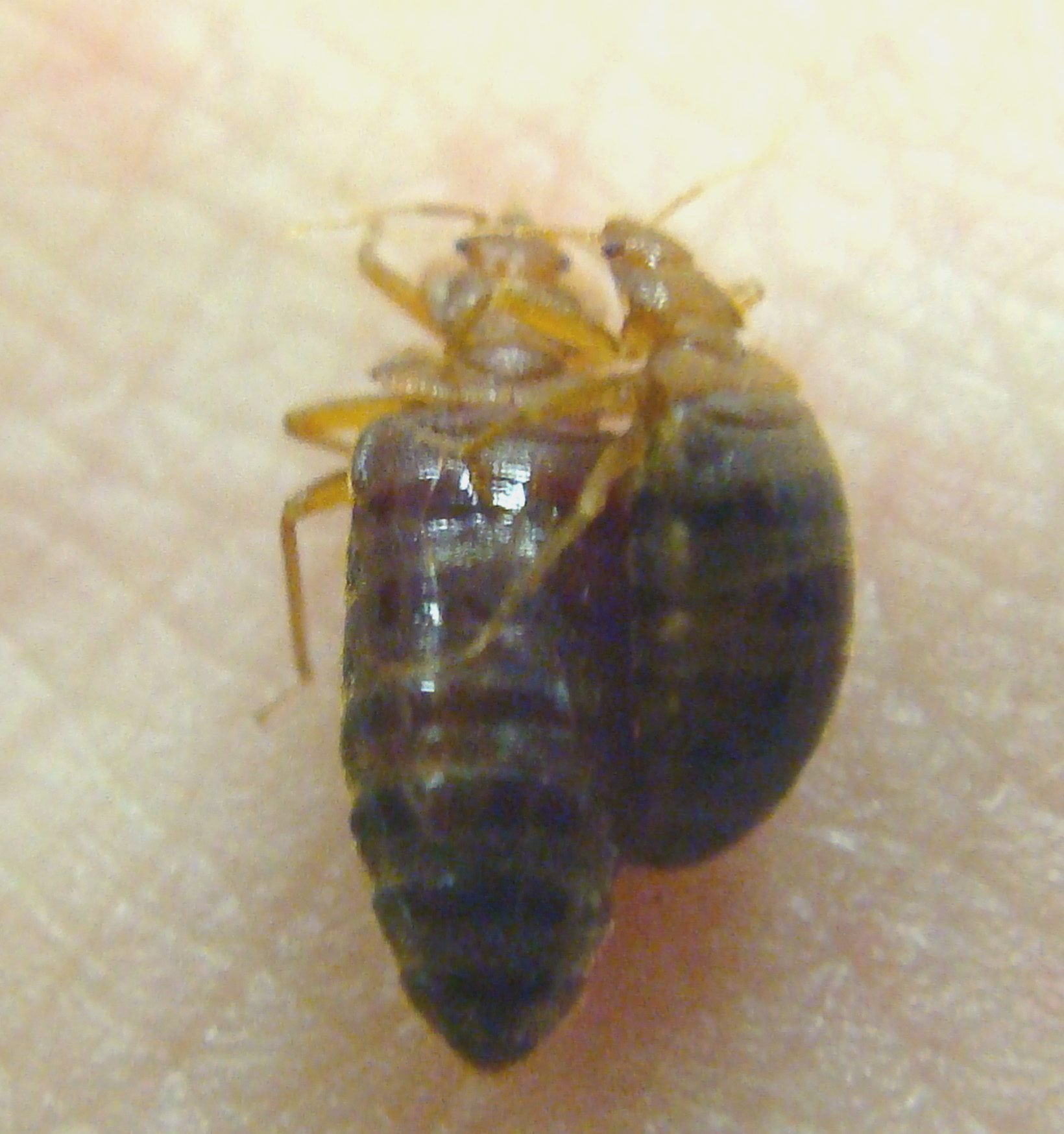 What Do Bed Bugs Look Like?