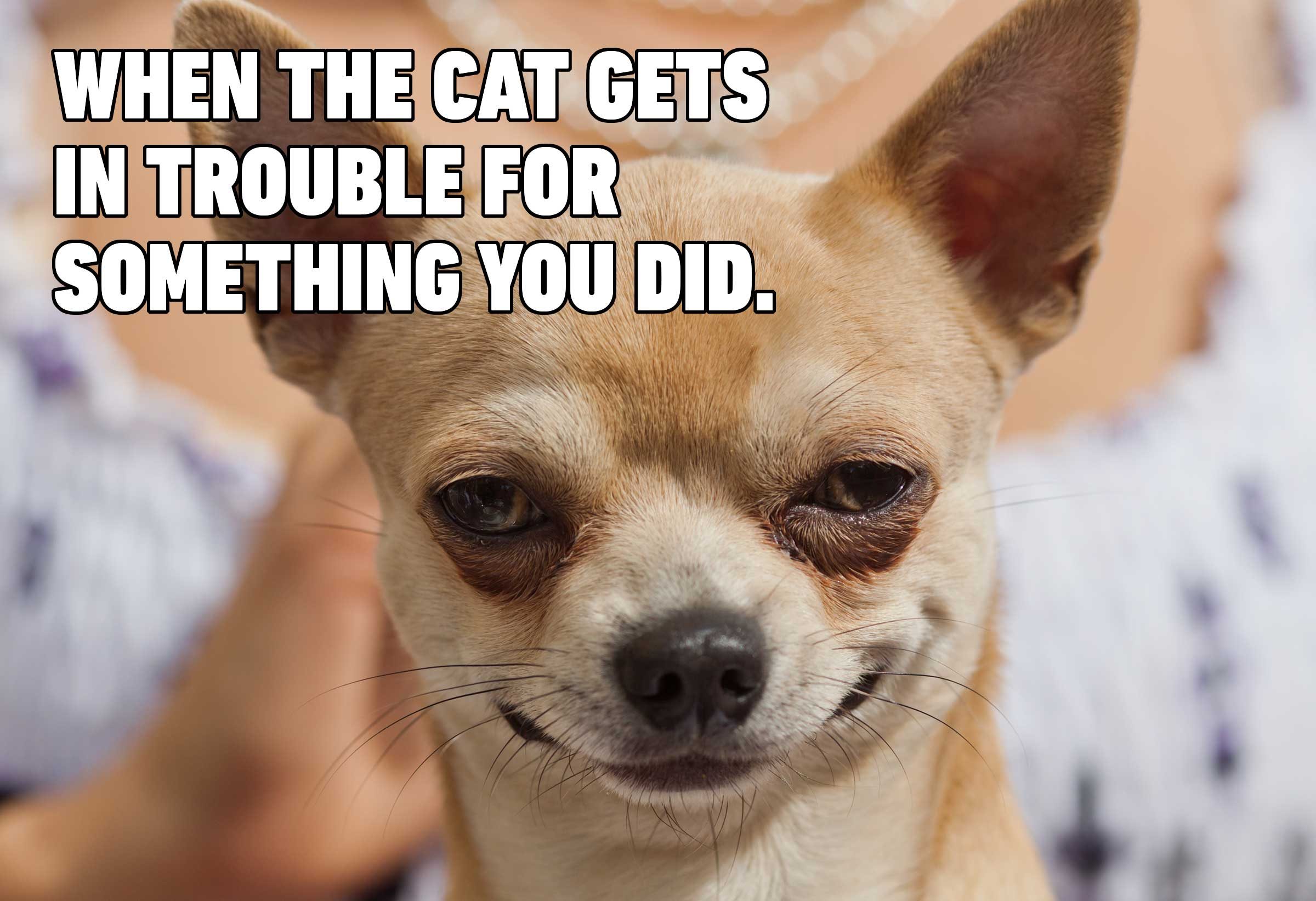 10 Hilarious Dog Memes 