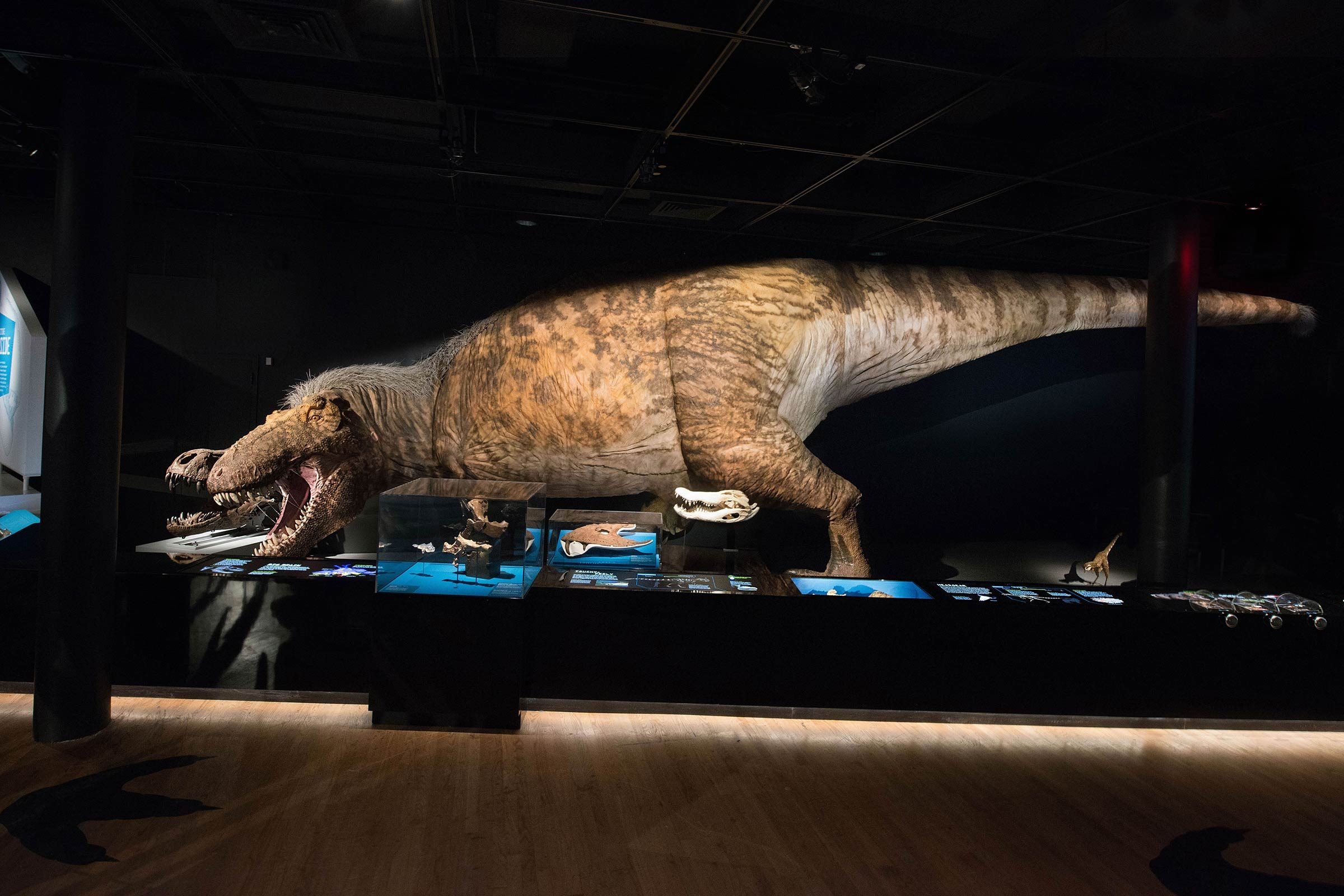 What the Tyrannosaurus Rex Really Looked Like | Reader's Digest