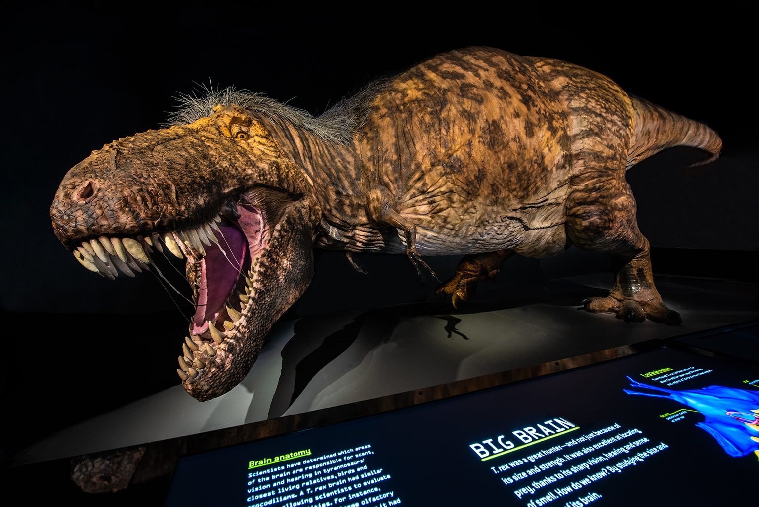 new tyrannosaurus rex discovery