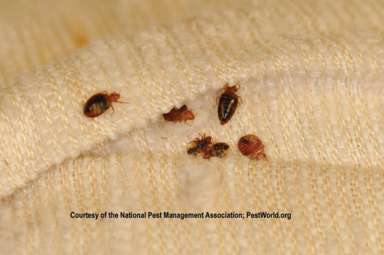 Bed Bug Signs You Need To Watch For Reader S Digest