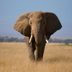 14 Amazing Things You Didn't Know Elephants Could Do