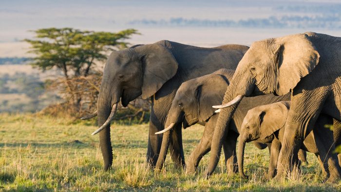 Amazing Things You Didn T Know Elephants Could Do Reader S Digest