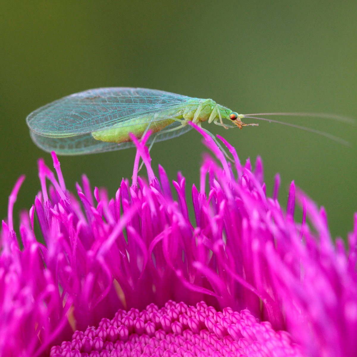 lacewing