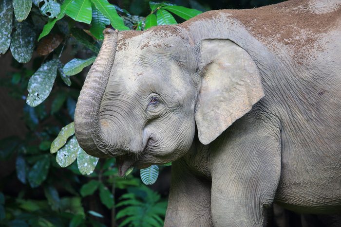 The Most Endangered Elephants in the World | Reader's Digest