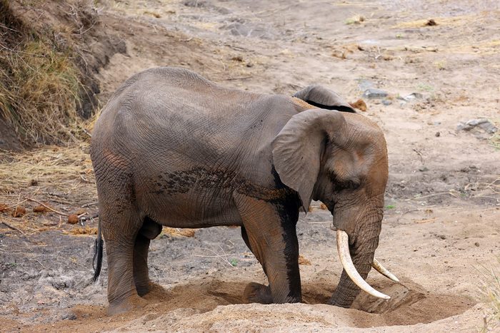 Amazing Things You Didn't Know Elephants Could Do | Reader's Digest