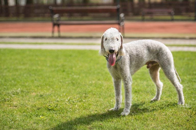 Dogs That Don't Shed (That Much): Hypoallergenic Dogs | Reader's Digest