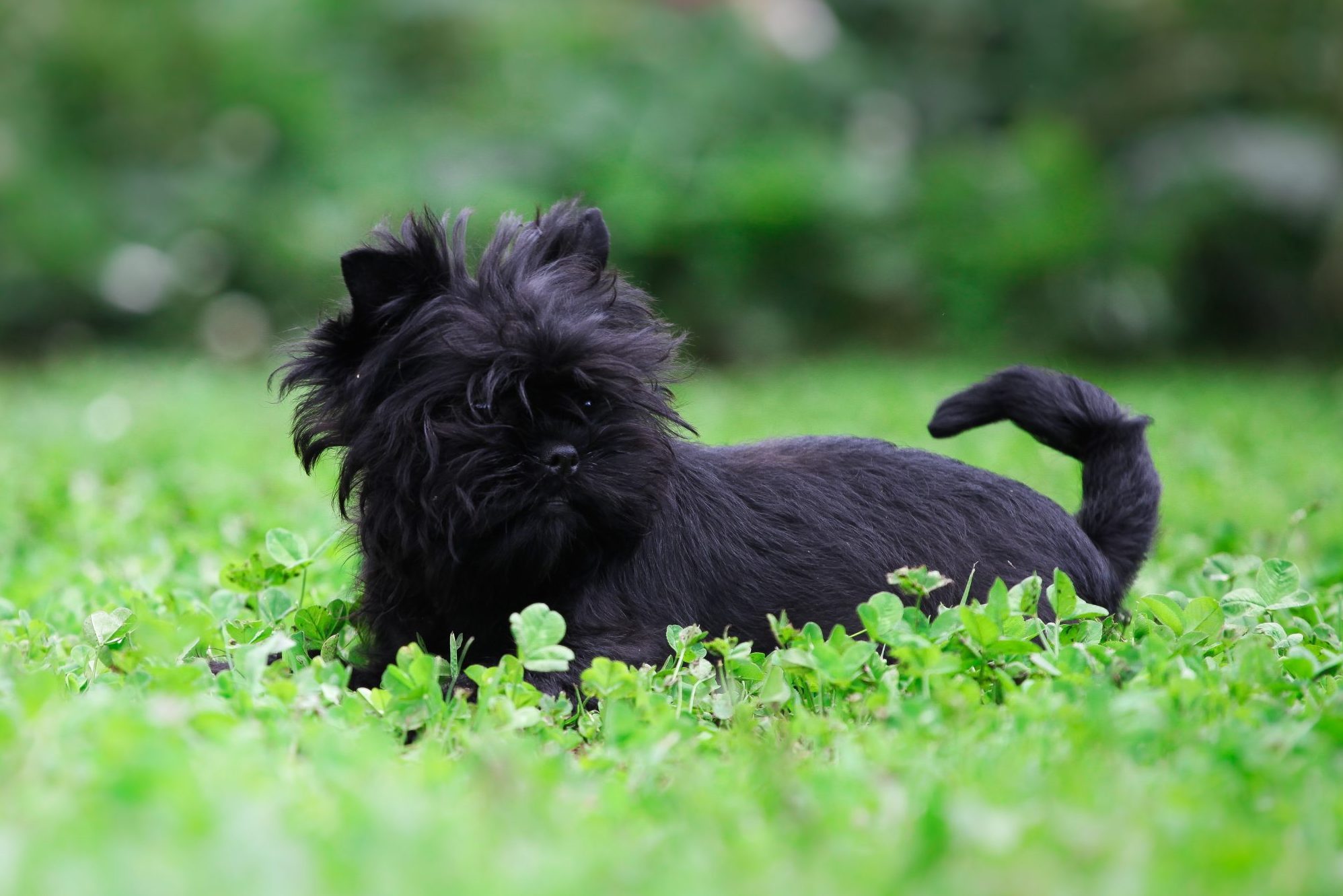 https://www.rd.com/wp-content/uploads/2019/05/Funny-Affenpinscher-playing-in-the-garden-scaled-e1643224730608.jpg?fit=700%2C467