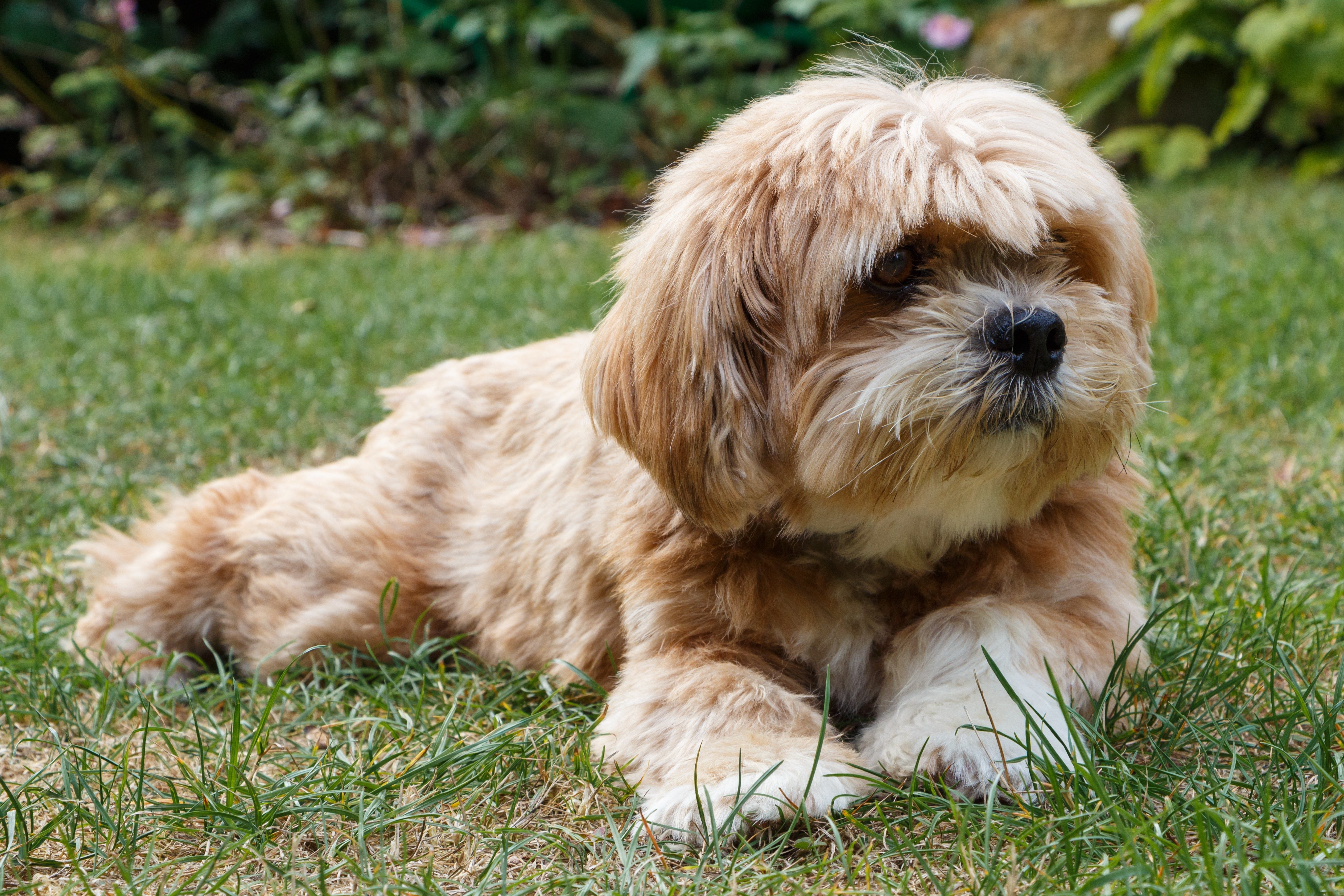 Dogs That Don't Shed (That Much): Hypoallergenic Dogs 