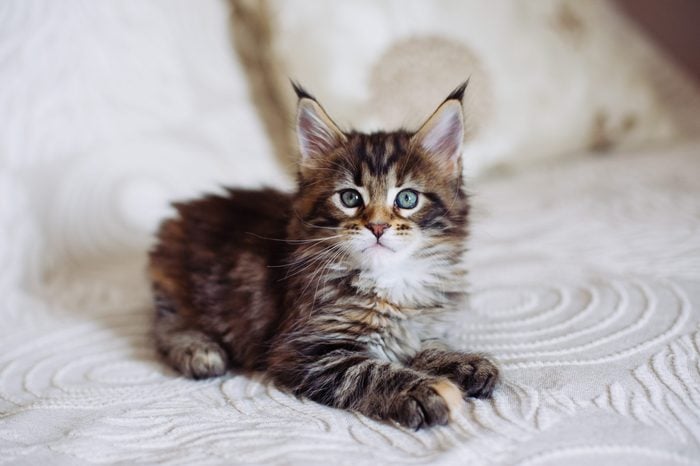 Can You Guess the Cat Breed from Its Kitten Picture? | Reader's Digest