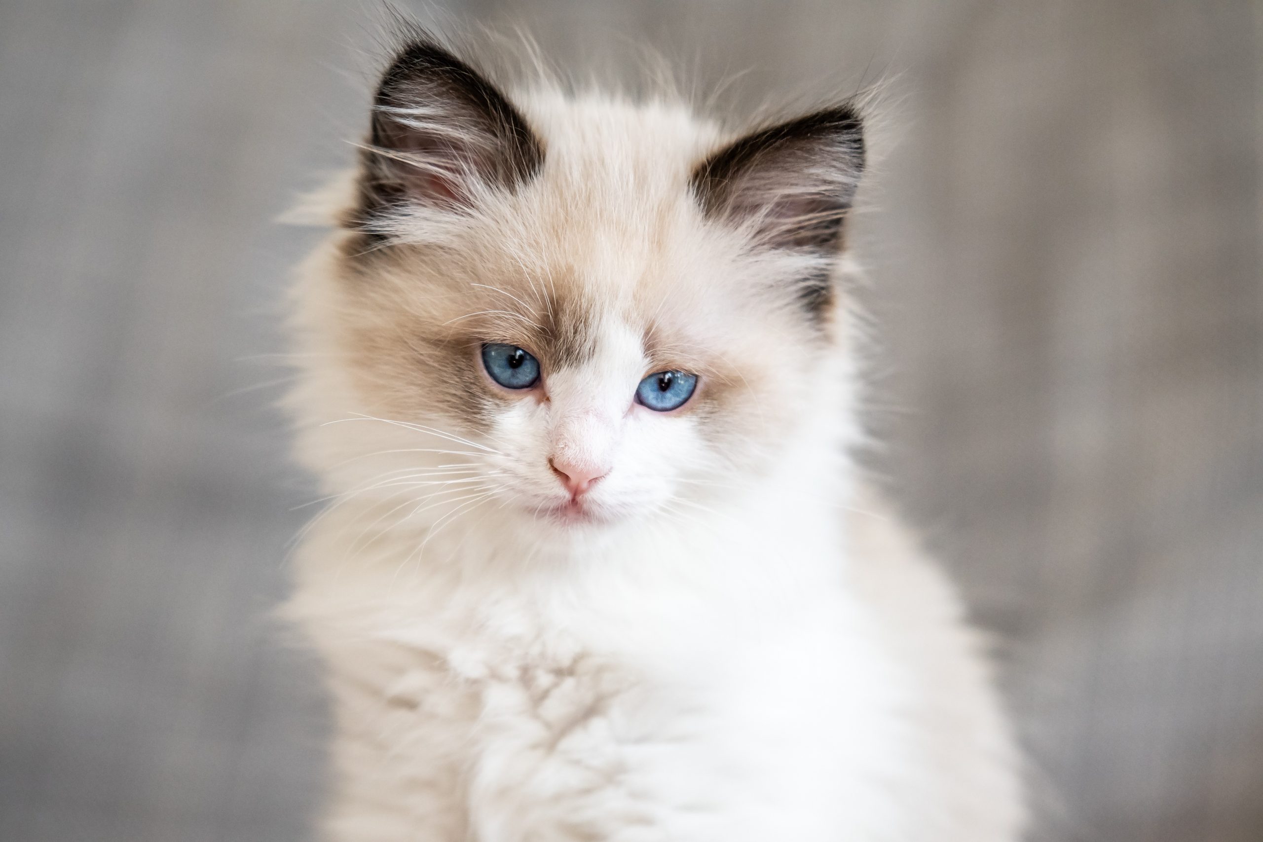 Waarschijnlijk tijdschrift Tot ziens Can You Guess the Cat Breed from Its Kitten Picture? | Reader's Digest