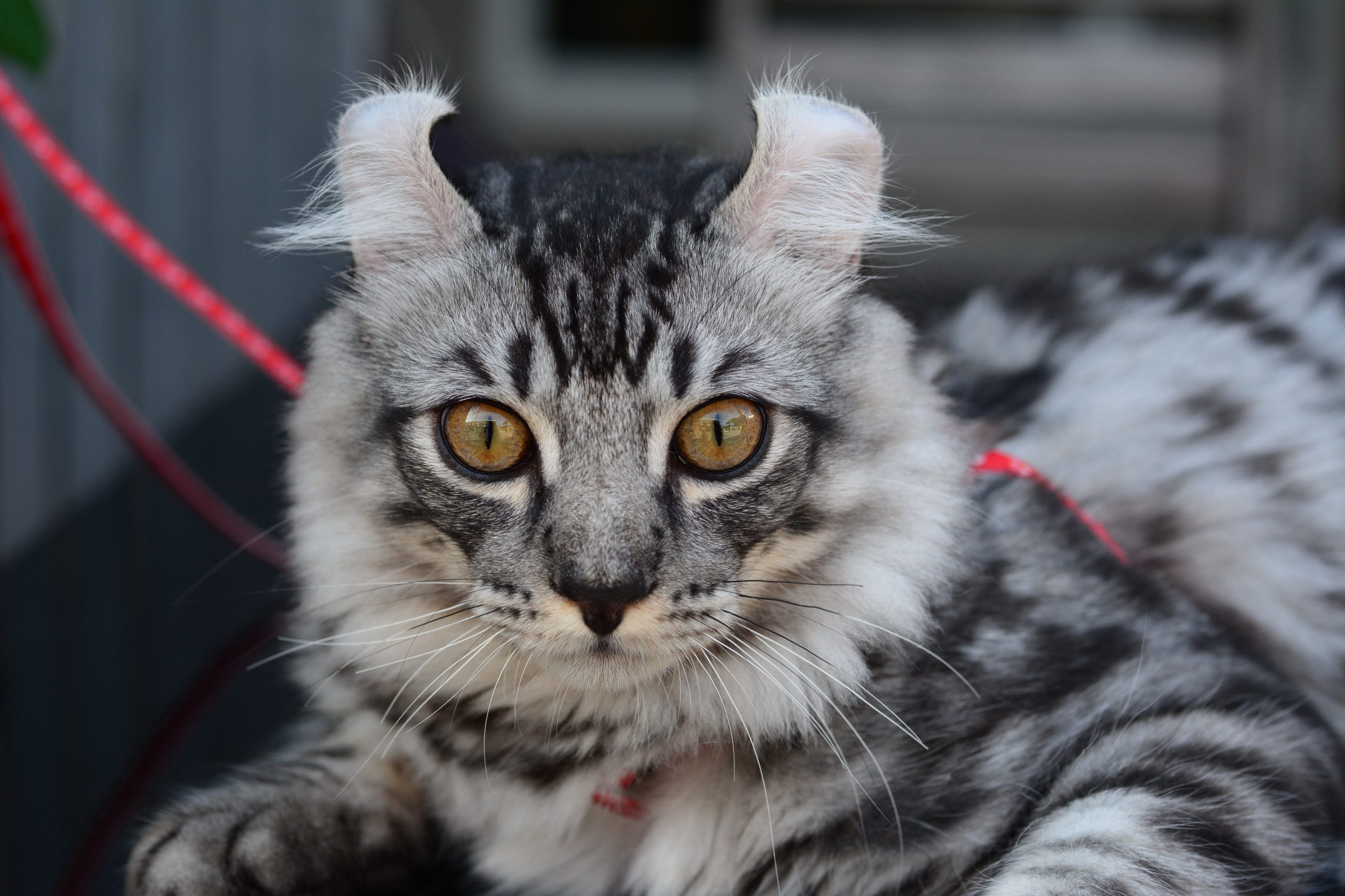 The Cutest Cat Breeds: 14 Cats You'll Definitely Want to Snuggle