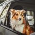 Do Dogs Need Seat Belts?
