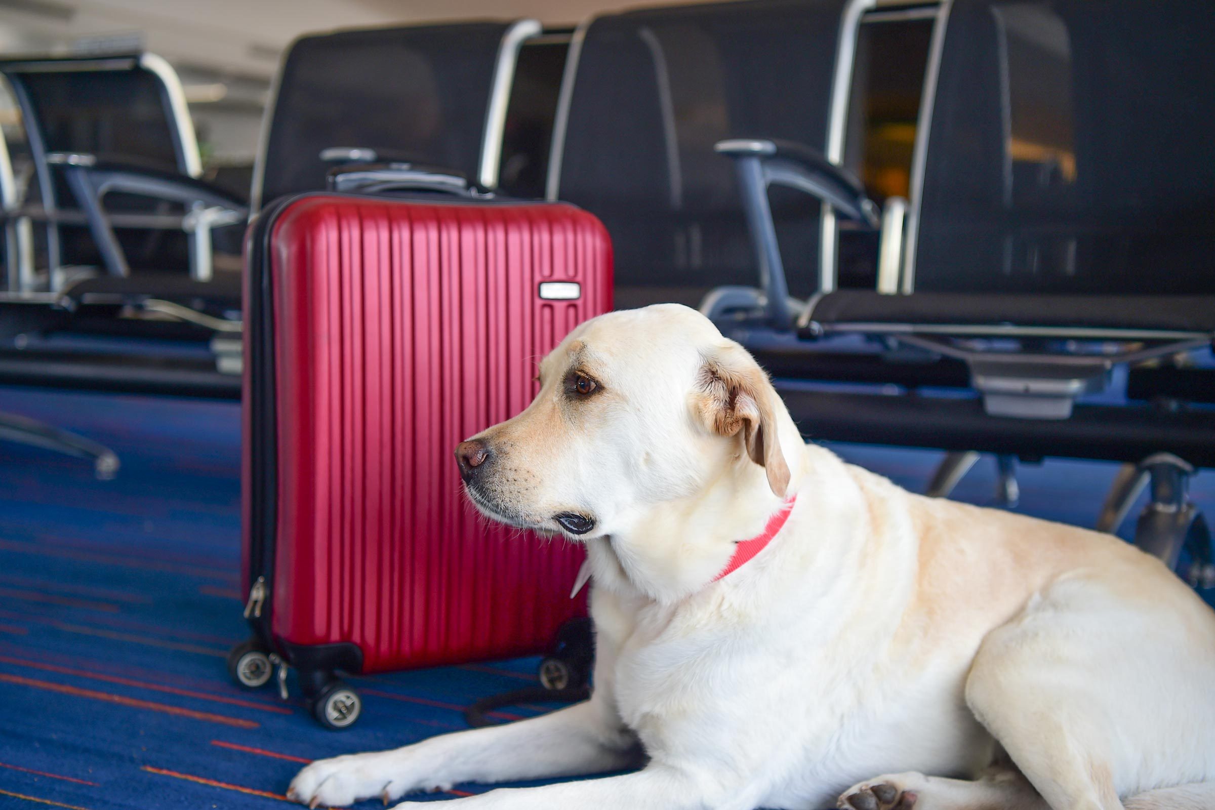 does air canada allow emotional support dogs