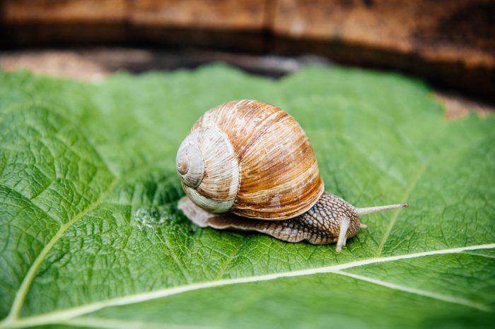 Curious snail in the garden on green leaf