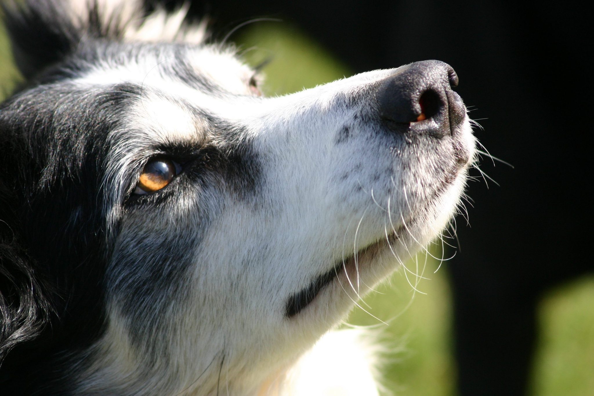 Why Do Dogs Have Whiskers? Purpose of Dog Whiskers | Reader's Digest