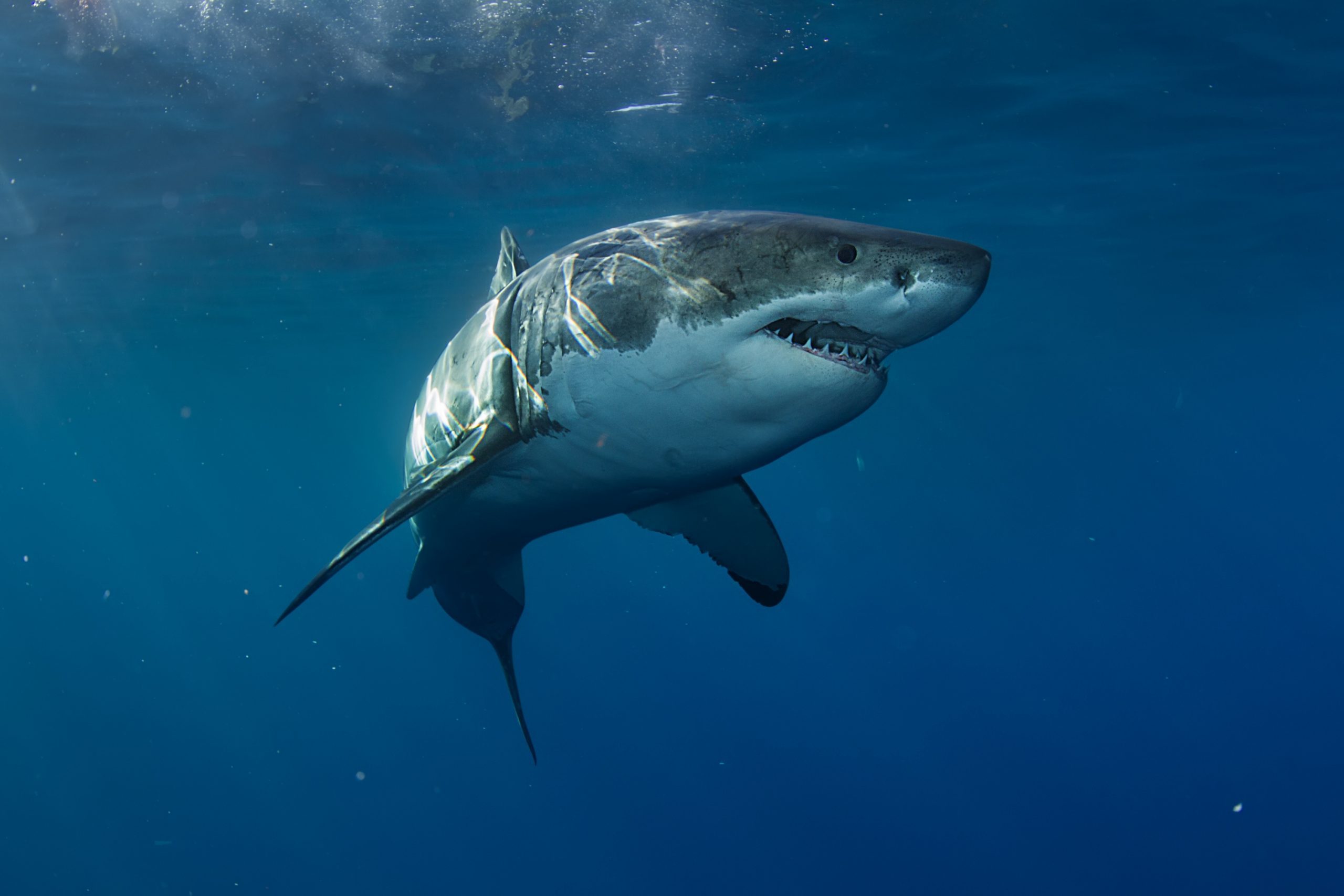 why-aquariums-never-have-great-white-sharks-reader-s-digest