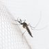 11 Things Mosquitoes Don't Want You To Know
