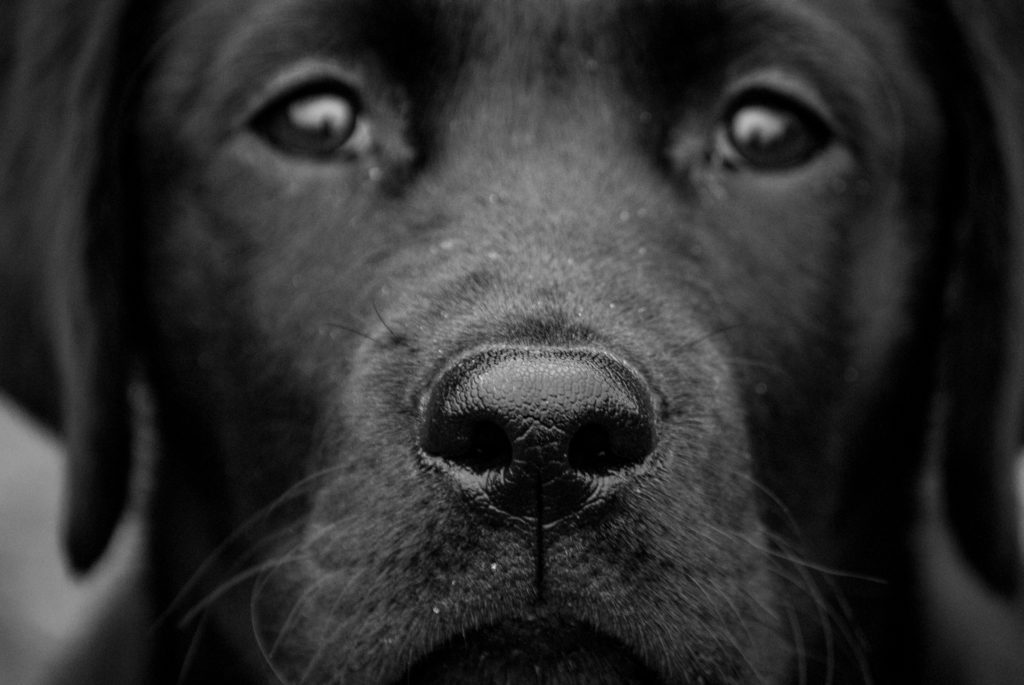 why-are-dog-noses-wet-reader-s-digest