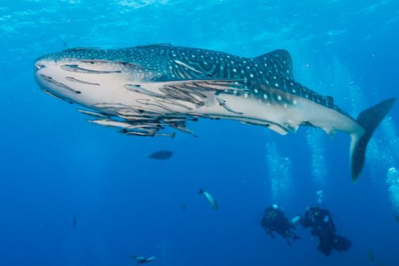 Stunning Photos of Whale Sharks in the Wild | Reader's Digest