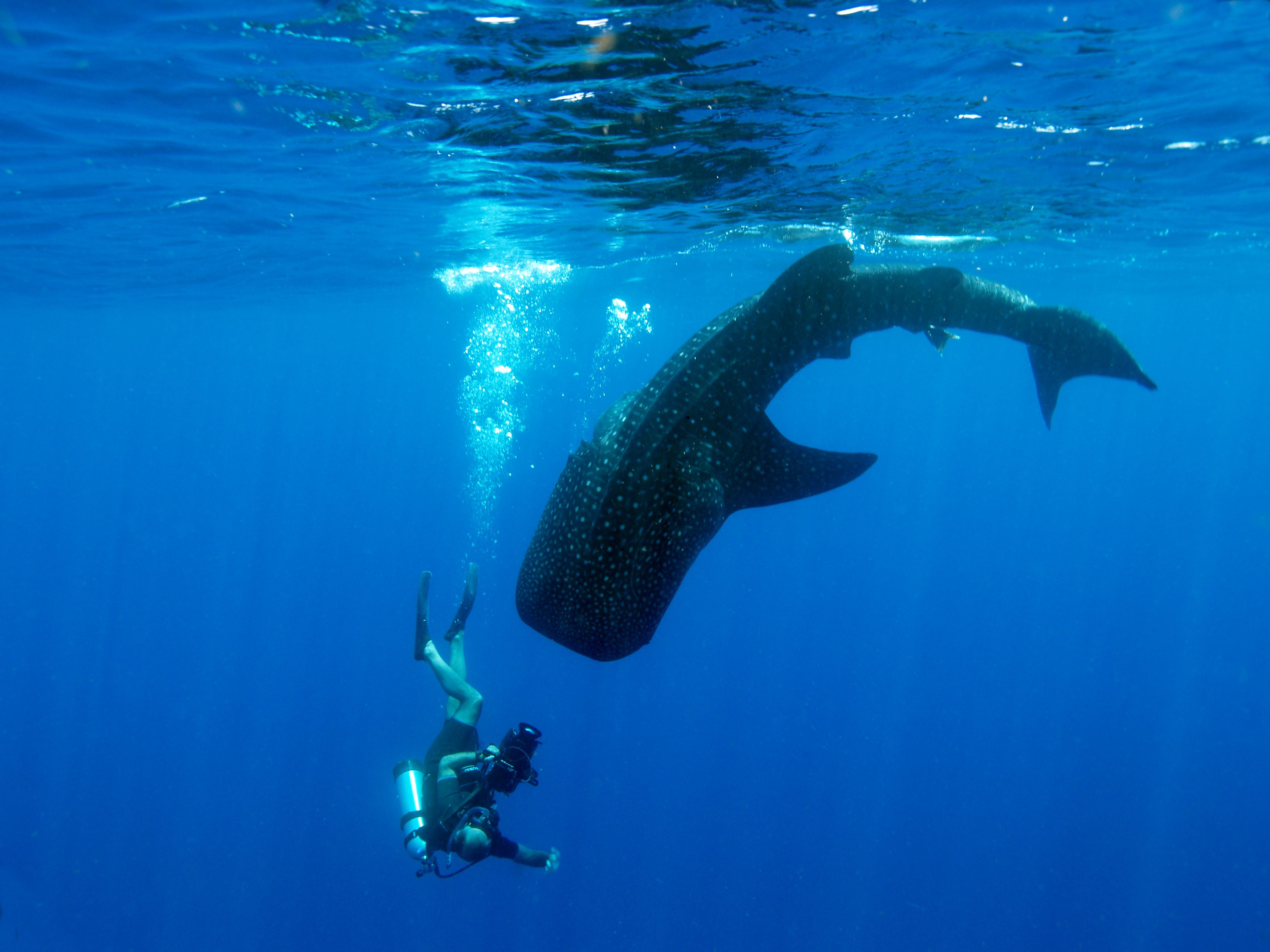 Best Places For Swimming With Whale Sharks Reader S Digest