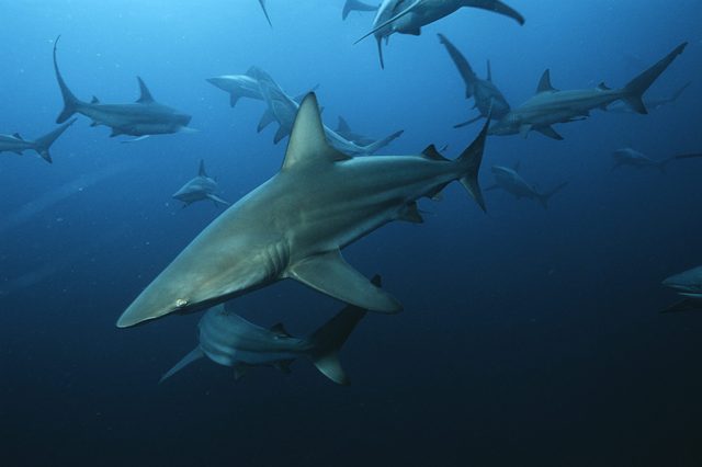 Aliwal Shoal Indian Ocean South Africa blacktip sharks (Carcharhinus limbatus) swimming in ocean