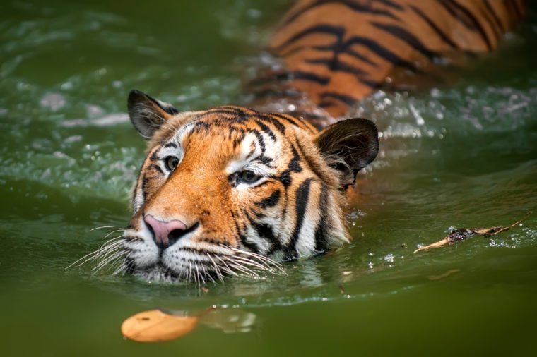 The Most Endangered Tigers in the World | Reader's Digest