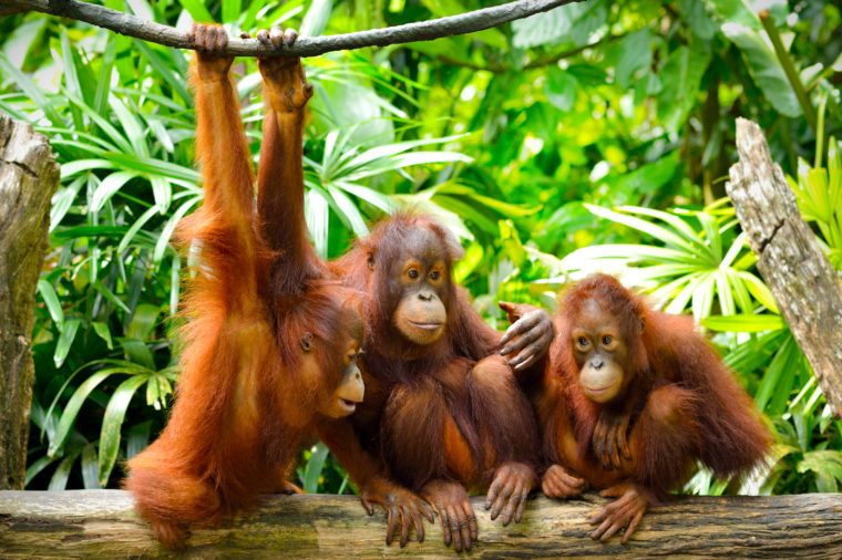 How Orangutans Are Just Like Humans | Reader's Digest