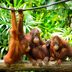 13 Ways Orangutans Are Just Like Humans