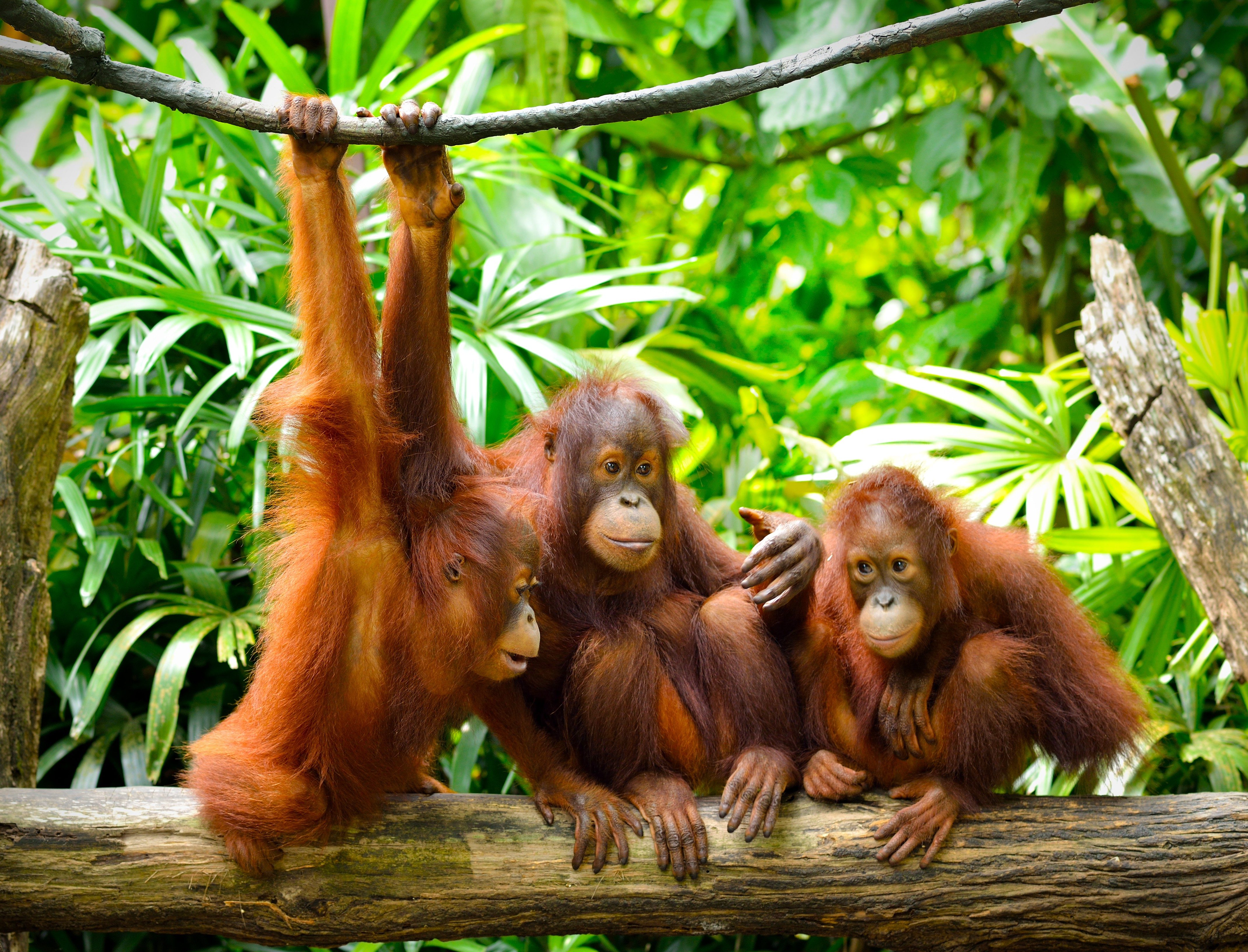 Close Up Of Orangutans Selective Focus 1 