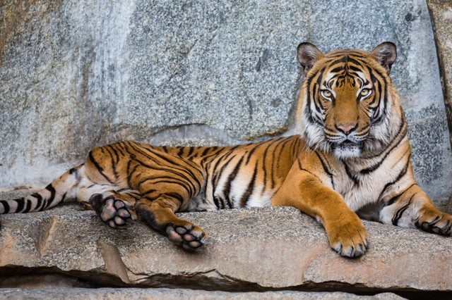 The Most Endangered Tigers in the World | Reader's Digest