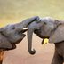 8 of the Most Endangered Elephants in the World
