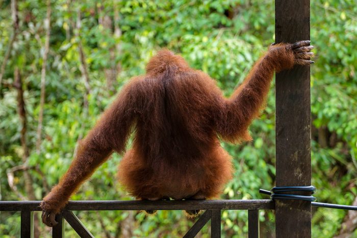 How Orangutans Are Just Like Humans | Reader's Digest