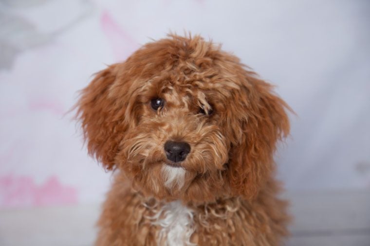 pomsky poodle mix