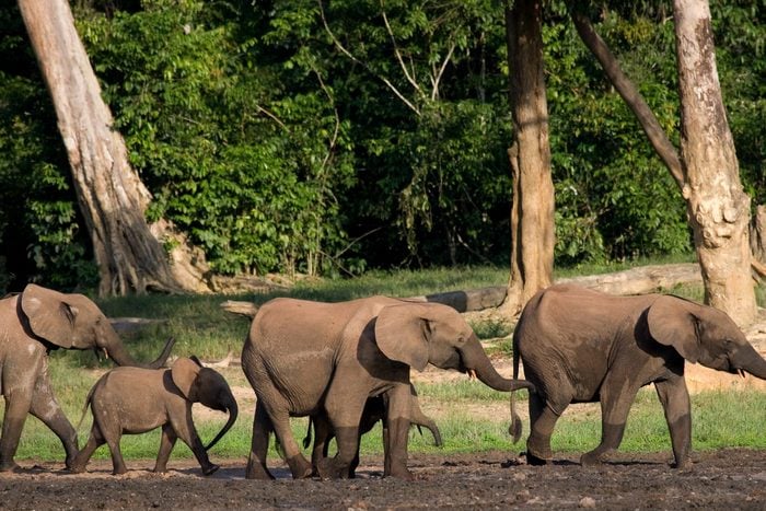 The Most Endangered Elephants in the World | Reader's Digest