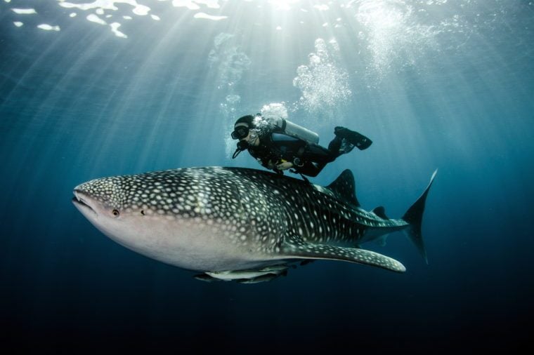 Best Places For Swimming With Whale Sharks Reader S Digest