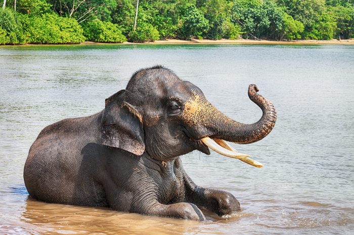 The Most Endangered Elephants in the World | Reader's Digest