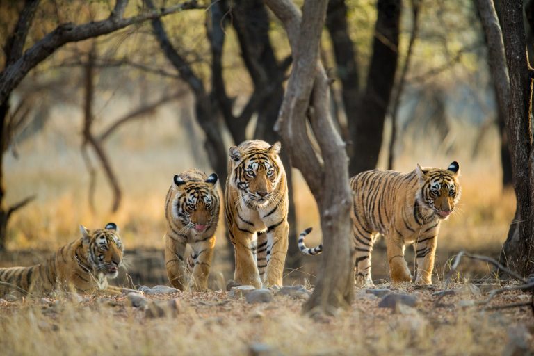How Many Tigers Are Left in the World? Reader's Digest