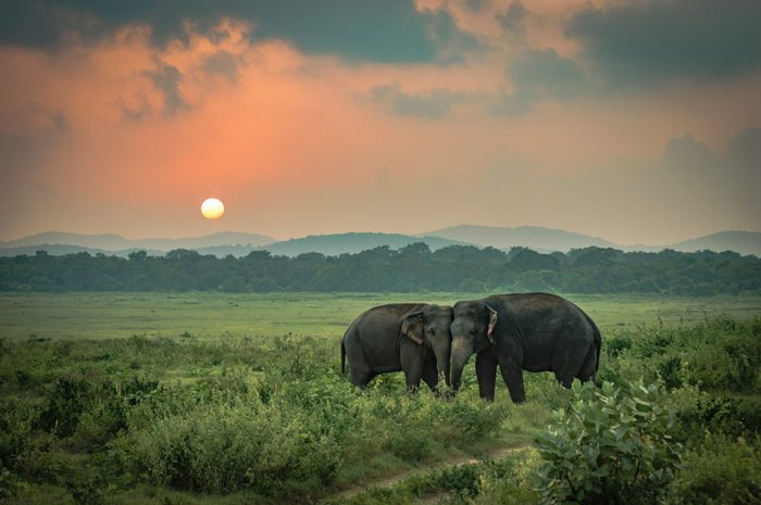 The Most Endangered Elephants in the World | Reader's Digest