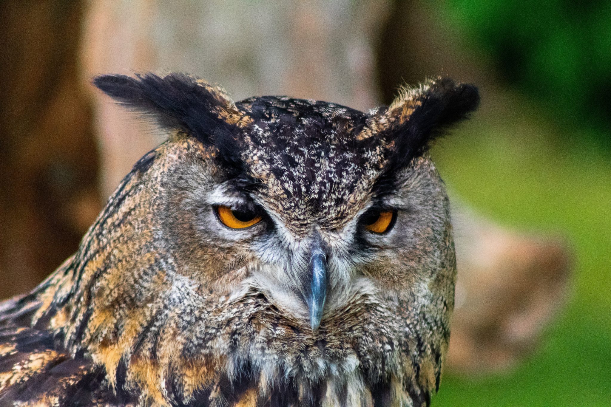 Why You Shouldn't Keep an Owl as a Pet | Reader's Digest