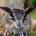 9 Reasons You Shouldn't Keep an Owl as a Pet