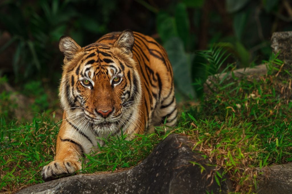 How Many Tigers Are Left in the World? Reader's Digest