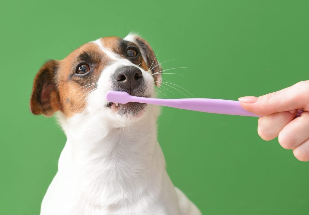 How Often Should You Be Brushing Your Dog's Teeth? | Reader's Digest