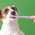 How Often Should You Be Brushing Your Dog's Teeth?