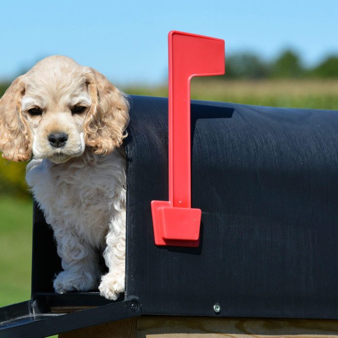 Why Do Dogs Seem to Hate the Mailman? | Reader's Digest