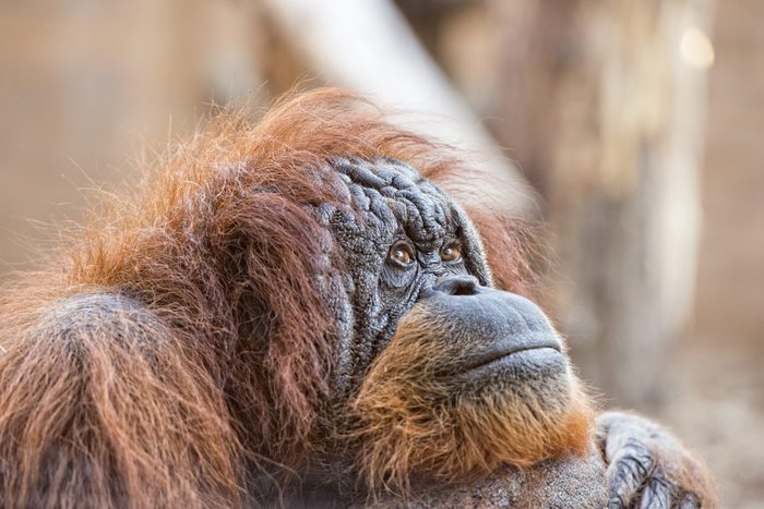 How Orangutans Are Just Like Humans | Reader's Digest